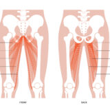 内転筋が大事な理由！痩せる！骨盤整う！体元気になる！！の根本理由