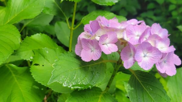 ヨガで梅雨も心地よく過ごしましょう🧘💜