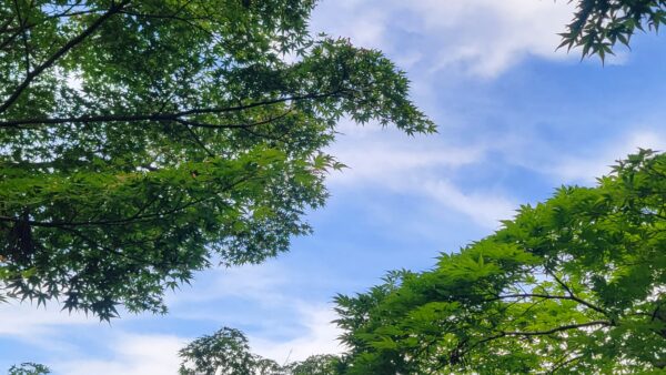 夏の暑さを乗りきろう🌴🌺