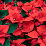 バタバタしがちな年末。まずは“自分のペース”を取り戻す