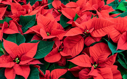 バタバタしがちな年末。まずは“自分のペース”を取り戻す