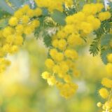 春が近づいてきましたね♪