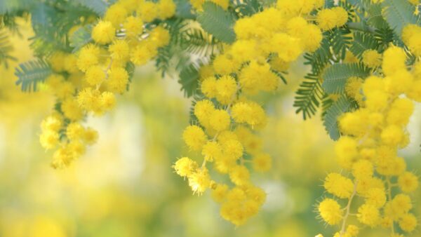 春が近づいてきましたね♪