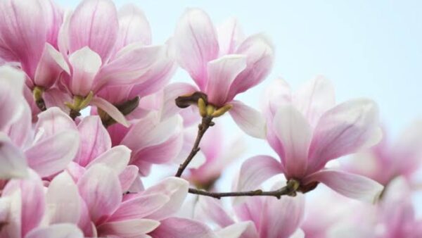 春の不調と自律神経の話 〜椅子ヨガの現場から〜