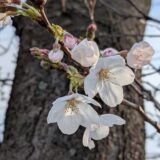 桜の季節ですね🌸