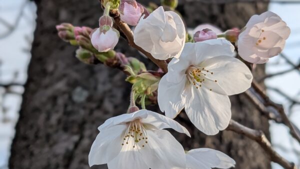 桜の季節ですね🌸