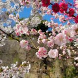 変化が多い春🌸ヨガで快適な毎日を🧘‍♀️