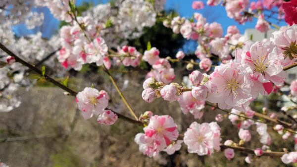 変化が多い春🌸ヨガで快適な毎日を🧘‍♀️