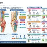 腰まわりの筋肉の位置と役割を示す解剖図（スタッフ研修資料より）