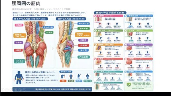 腰痛のメカニズムを理学療法士から学ぶ｜Seren・sanareスタッフ研修レポート